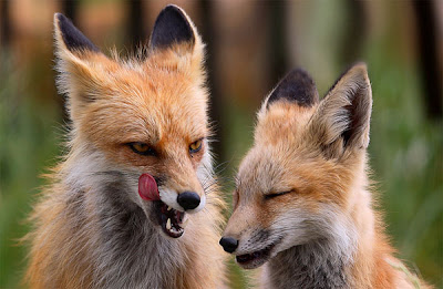 Red+Foxes+-+Crazy.jpg