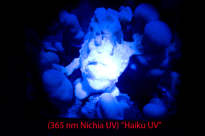 Haiku-UV.jpg