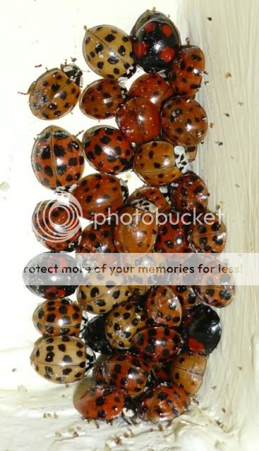 LadyBugs.jpg