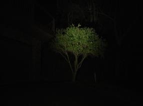 TreeBeam_42WTorch.JPG