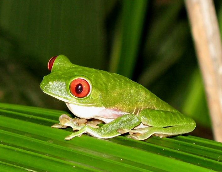 treefrog.jpg