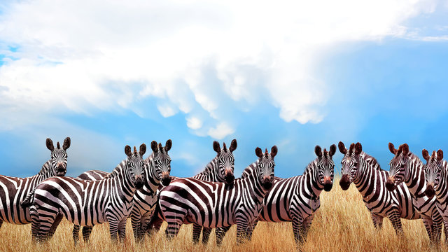 Zebra Herd.jpg