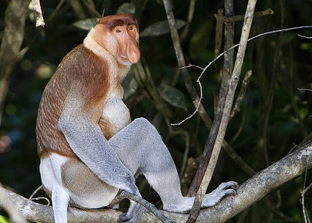 640px-Proboscis_Monkey_in_Borneo.jpg
