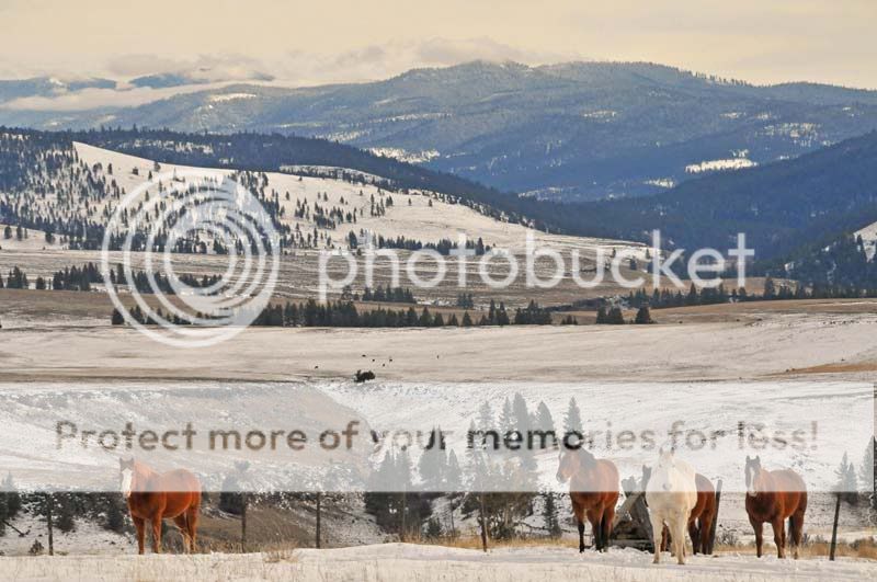 Horses-on-ridge-winter.jpg
