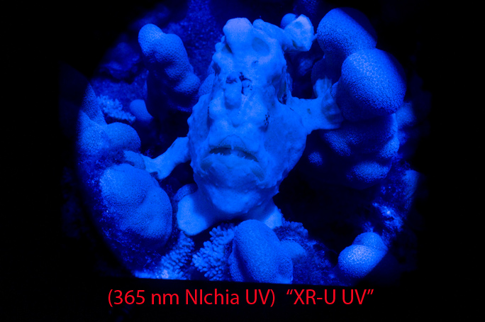 XR-U-UV.jpg