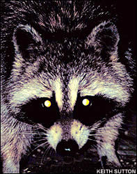 P2_g_col_sutton_coon04_hunt2.jpg