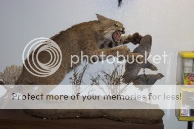 bobcat.jpg