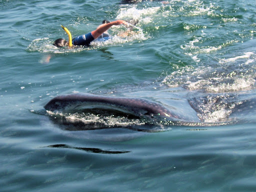 E144-Holbox-Tibur%C3%B3n%20ballena.jpg