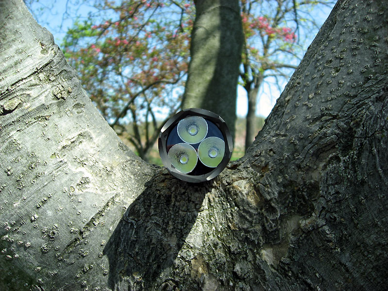 img-skalamander2-bezel-magnolia-tree.jpg