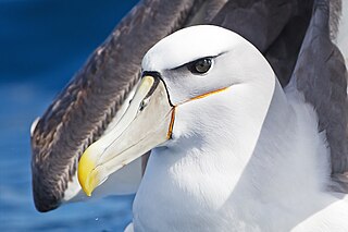 320px-Thalassarche_cauta_portrait_-_SE_Tasmania.jpg