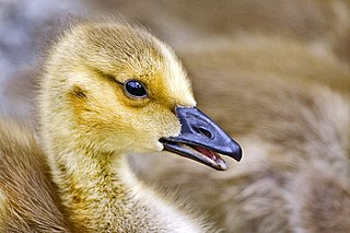 320px-Canada_goose_gosling_-_natures_pics.jpg