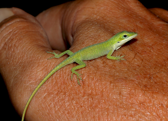 Keki-Anole.jpg