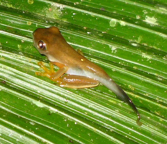 treefrog2.jpg