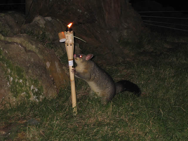 0804waipu_possum.jpg